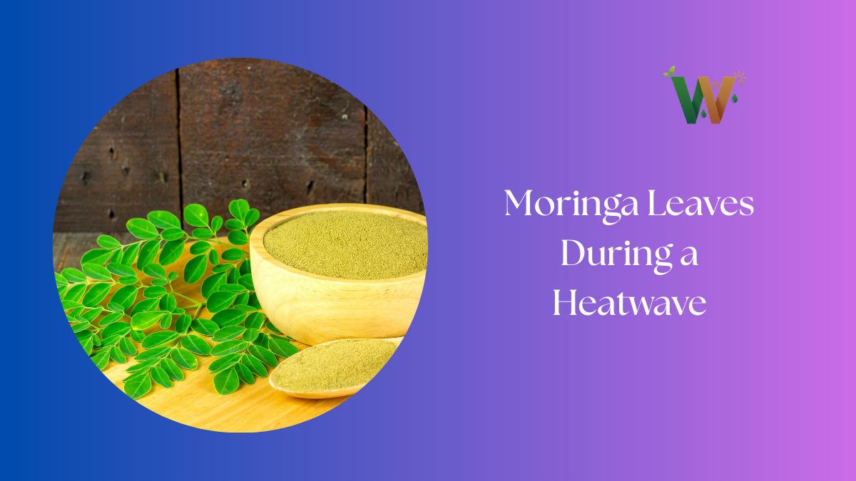 Moringa Leaves During a Heatwave